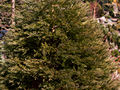 Sequoia giganteum Von Martin IMG_5013 (VALENTA) Mamutowiec olbrzymi